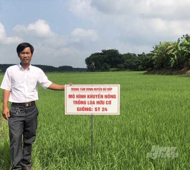 Mô hình lúa ST24 đã và đang đem lại hiệu quả kinh tế cao cho người dân địa phương. Ảnh: Trần Trung.