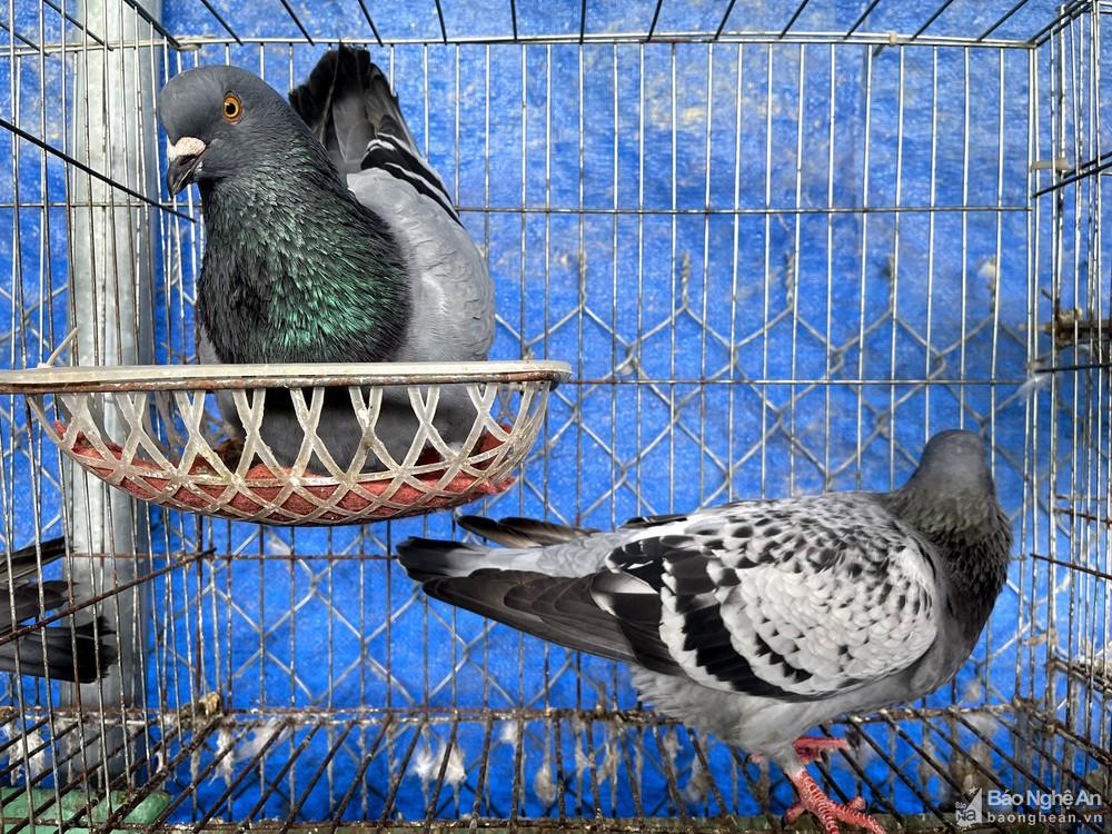 Hướng mở từ nuôi bồ câu Pháp của nông dân Anh Sơn