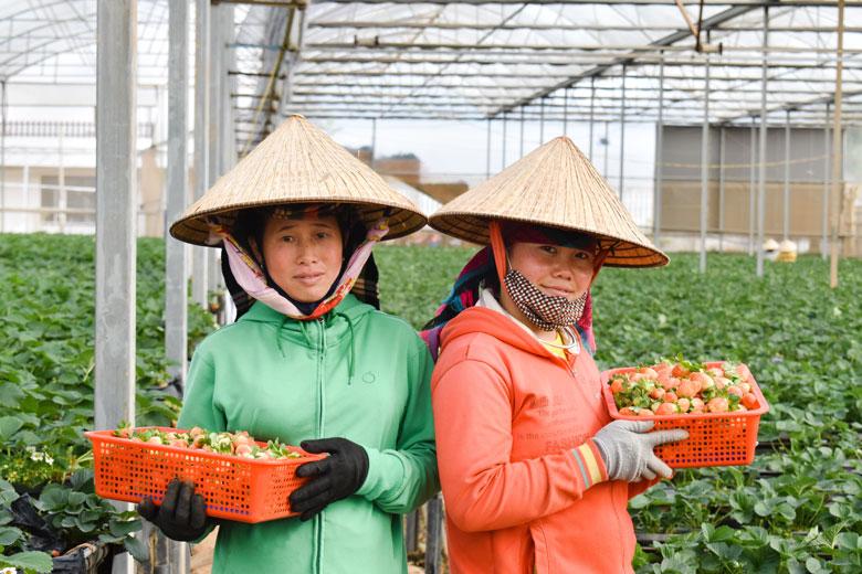 Nhiều HTX nông nghiệp trong tỉnh Lâm Đồng cần được tiếp cận các nguồn vốn tín dụng ưu đãi để mở rộng sản xuất, kinh doanh