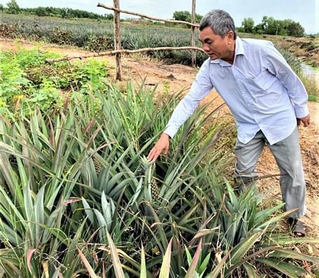 Ông Nguyễn Văn Sáu giới thiệu vườn thơm trồng trên đất phèn của mìnhẢnh: Thành Đồng