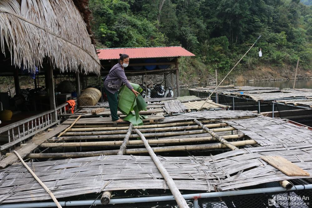 Hướng phát triển kinh tế từ nuôi cá lồng trên lòng hồ ở huyện Tương Dương
