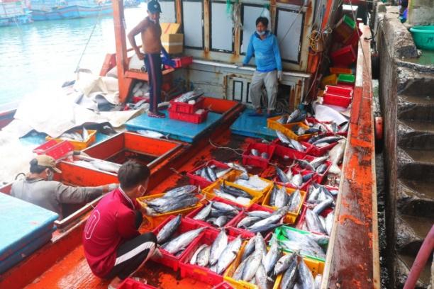 Chuyến này, các tàu đánh bắt cá ngừ sọc dưa cũng không có lãi là bao, bởi chi phí chuyến biển tăng cao. Ảnh: KS.