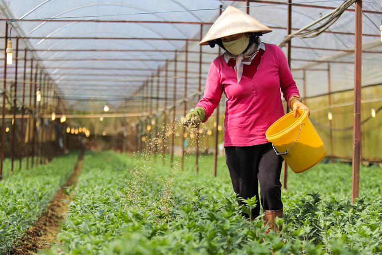 Người dân trên địa bàn tỉnh xuống giống hoa cúc phục vụ thị trường dịp Tết Nguyên đán