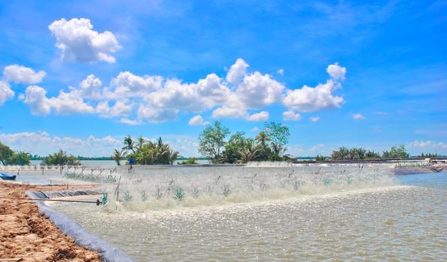 Xuất khẩu tôm năm 2025 dự báo đạt 5,6 tỷ USD Xuất khẩu tôm năm 2025 dự báo đạt 5,6 tỷ USD ảnh 1