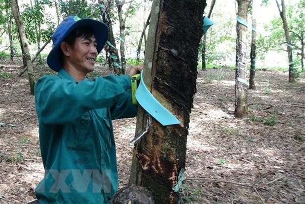 Xuất khẩu trên 3 tỷ USD, triển vọng sáng cho ngành cao su năm 2022 hình ảnh 1 Xuat khau tren 3 ty USD, trien vong sang cho nganh cao su nam 2022 hinh anh 1