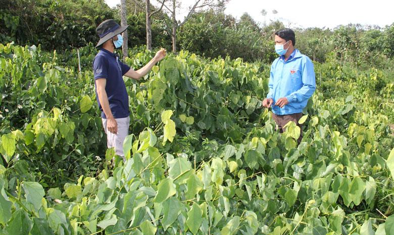 Giống rau rừng mang tên bò khai, xanh tốt trong vườn nhà anh Minh.