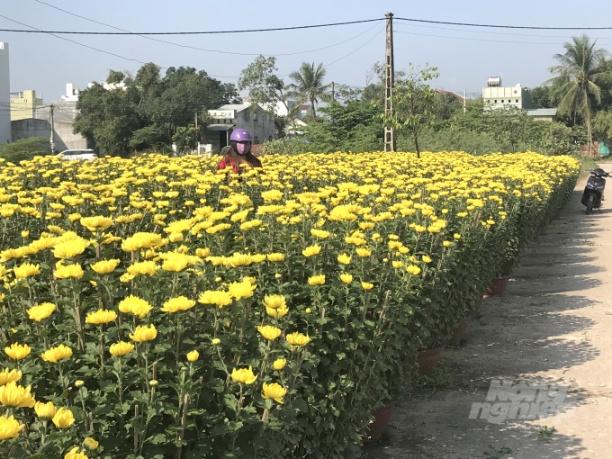 Những chậu cúc còn nằm tại bãi ở phường Bình Định (thị xã An Nhơn, Bình Định) đã được thương lái đặt cọc tiền chờ vận chuyển đi bán. Ảnh: V.Đ.T