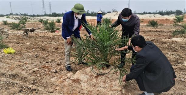 Trồng thử nghiệm cây chà là tại Quảng Trị bước đầu cho kết quả tốt. Ảnh: Trung Hiểu.