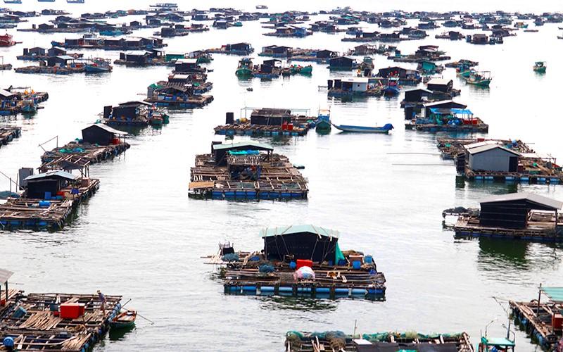 Nuôi cá lồng bè trên biển ở xã đảo Hòn Nghệ, huyện Kiên Lương, tỉnh Kiên Giang. (Ảnh VIỆT TIẾN)