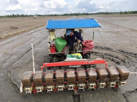 Lượng giống sử dụng trong mô hình đã giảm hơn phương pháp sạ lan truyền thống 50- 100 kg/ha.