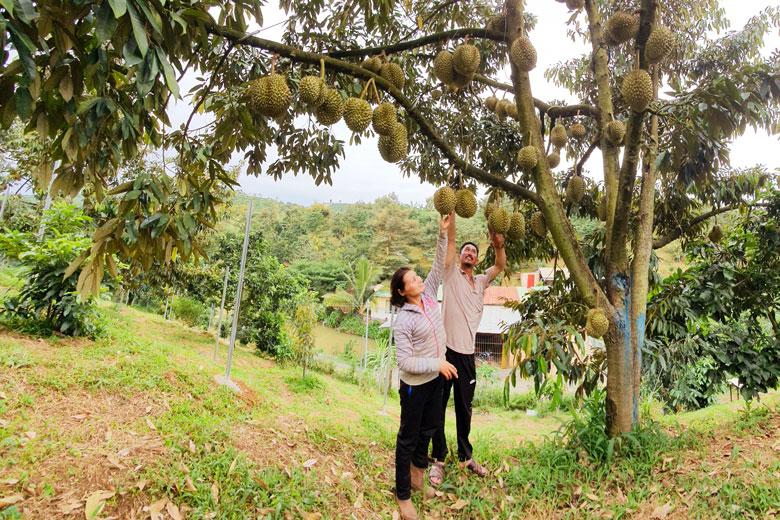 Sầu riêng Lâm Đồng mặc dù được đánh giá cao về chất lượng nhưng đầu ra vẫn còn khá bấp bênh