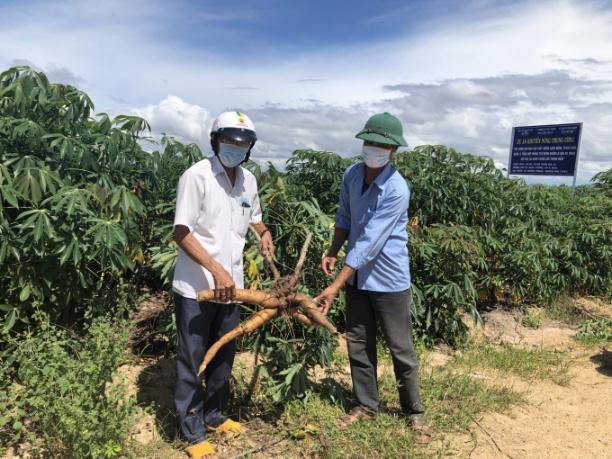 Trong khi chưa chủ động được nguồn giống sạch bệnh, kháng bệnh, ngành nông nghiệp Gia Lai đang ưu tiên lựa chọn giống sắn KM94 do ít bị bệnh khảm lá hơn. Ảnh: Tuấn Anh.