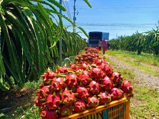 Với lợi nhuận cao, diện tích trồng thanh long tại các tỉnh phía Nam nước ta đã nhanh chóng được mở rộng trong những năm qua. Ảnh: NNVN.