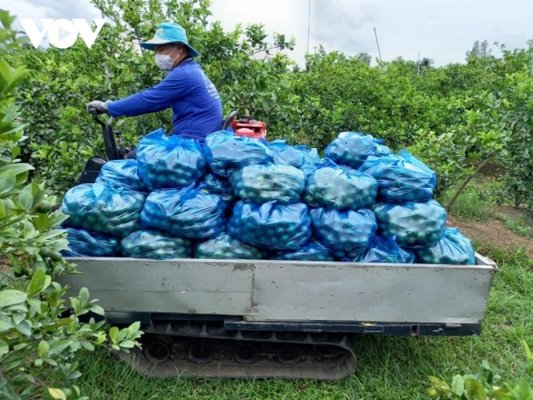 Nhà vườn tỉnh Tiền Giang phấn khởi thu hoạch chanh bán giá cao