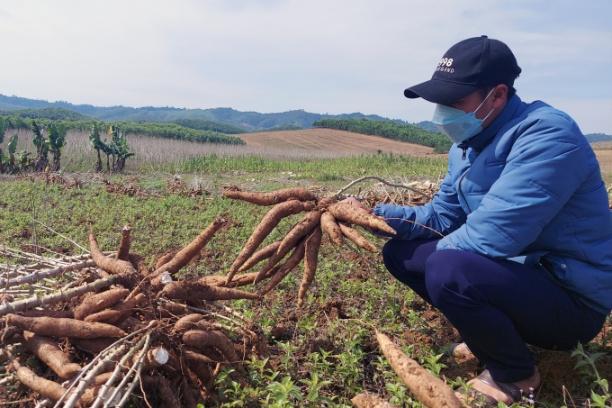 Là cây trồng xuất khẩu 'tỷ đô', nhưng cây sắn những năm qua rất ít được quan tâm, chú trọng về đầu tư cho khoa học công nghệ. Ảnh: Văn Dũng.