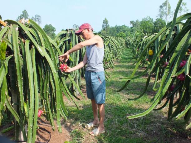 Không chỉ các tỉnh phía Nam, cây thanh long hiện nay cũng đang ngày càng được mở rộng diện tích tại các tỉnh phía Bắc. Ảnh: Lê Bền.