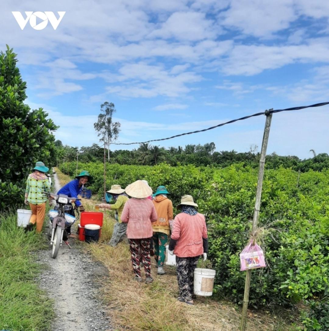 Giá chanh tươi tăng cao giúp bà con phấn khởi.