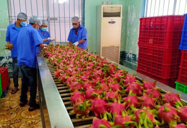 Các doanh nghiệp xuất khẩu thanh long thời gian qua cũng điêu đứng cùng với đà khó khăn của thị trường. Ảnh: KS.