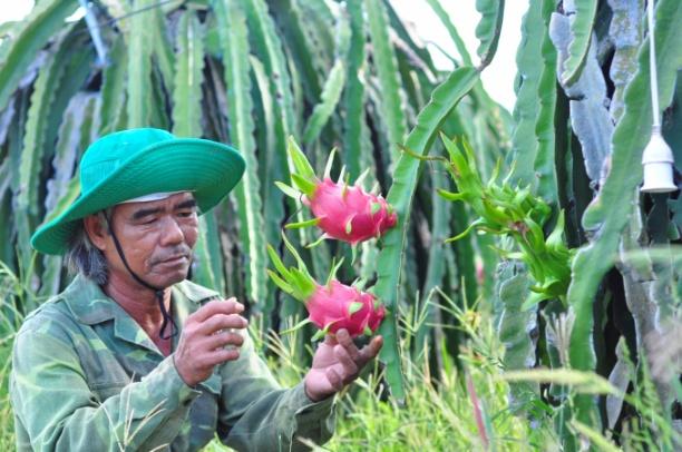 Nông dân buồn so vì một vụ thanh long nghịch thất bát. Ảnh: KS.