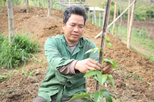 Theo anh Lường Văn Chiến, bản Nhất Bó Lạnh, xã Chiềng Sung (Mai Sơn), năm nay được xem là năm khởi động làm 'sống lại' những diện tích chanh leo sau chu kỳ bị dịch bệnh tàn phá. Ảnh: Trung Quân.