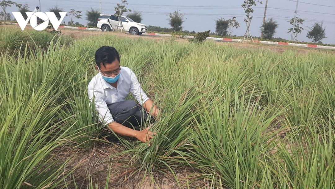 Dù khô hạn nhưng cây sả vẫn không bị thiệt hại