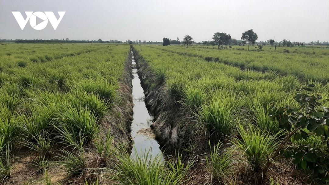 Nông dân trồng cây sả thay thế cây lúa và các loại cây trồng khác năng suất thấp, đầu ra bấp bênh