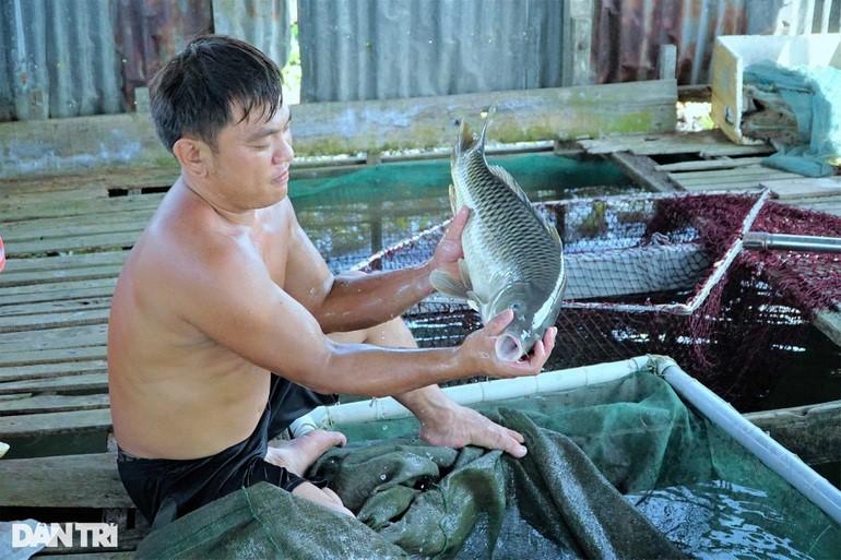 Chu kỳ nuôi cá chép giòn mất khoảng 10 tháng (Ảnh: Bảo Kỳ).