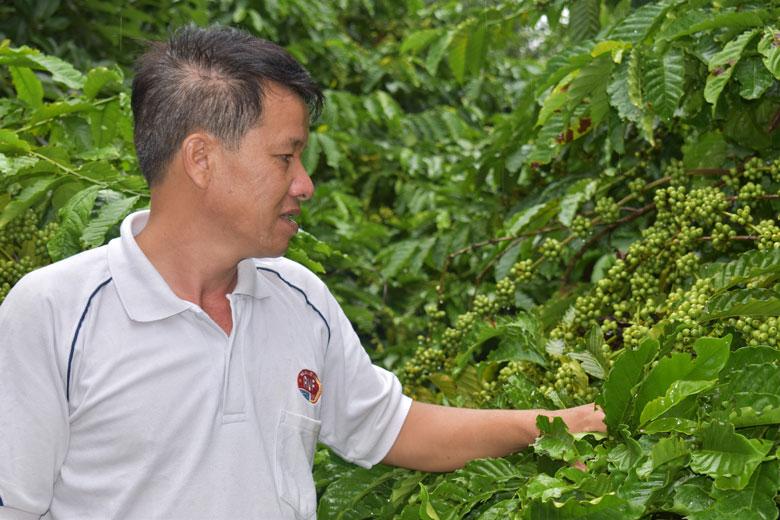 Địa bàn huyện Di Linh và huyện Bảo Lâm có trên 10.000 ha chuyên canh cà phê ghép cho năng suất từ 4 tấn nhân/ha trở lên