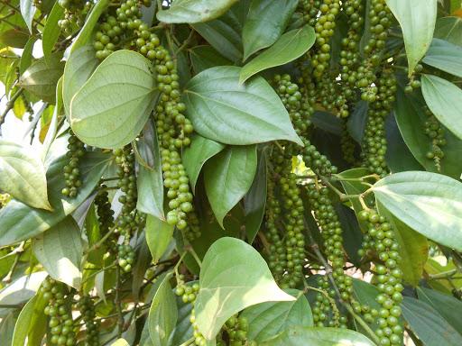Giá tiêu hôm nay 214 Đồng loạt giảm 500 đồngkg