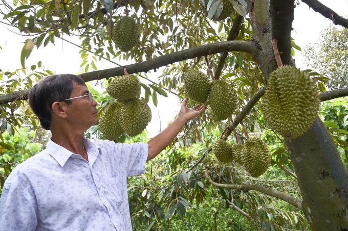 Sầu riêng sẵn sàng xuất khẩu chính ngạch sang Trung Quốc