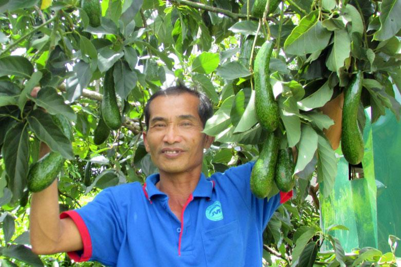 Sản phẩm bơ 034 ở huyện Bảo Lâm tiếp tục phát huy lợi thế so sánh trên thị trường