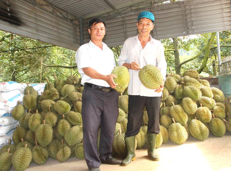 Nông dân xã Hà Lâm có thu nhập cao từ sầu riêng, đây là cơ sở để hoàn thành tiêu chí Tổ chức sản xuất và phát triển kinh tế nông thôn