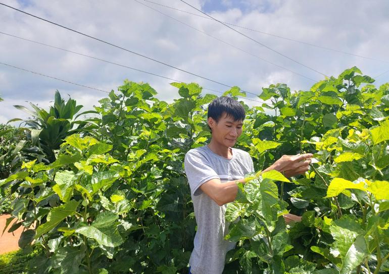 Giá kén tằm duy trì ổn định ở mức cao nên người dân mạnh dạn chuyển đổi trồng dâu nuôi tằm