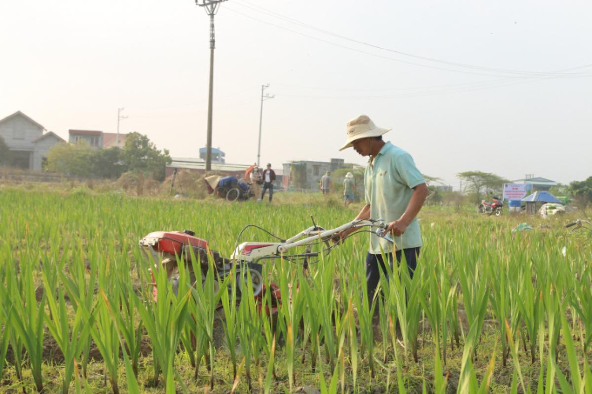 Chuyển đổi cơ cấu cây trồng giúp hạn chế bỏ ruộng