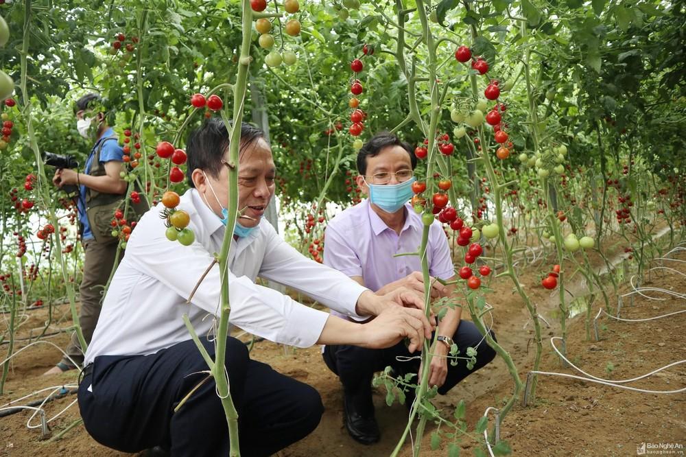 Phát triển nông nghiệp Nghệ An theo hướng sinh thái, ứng dụng công nghệ cao ảnh 4