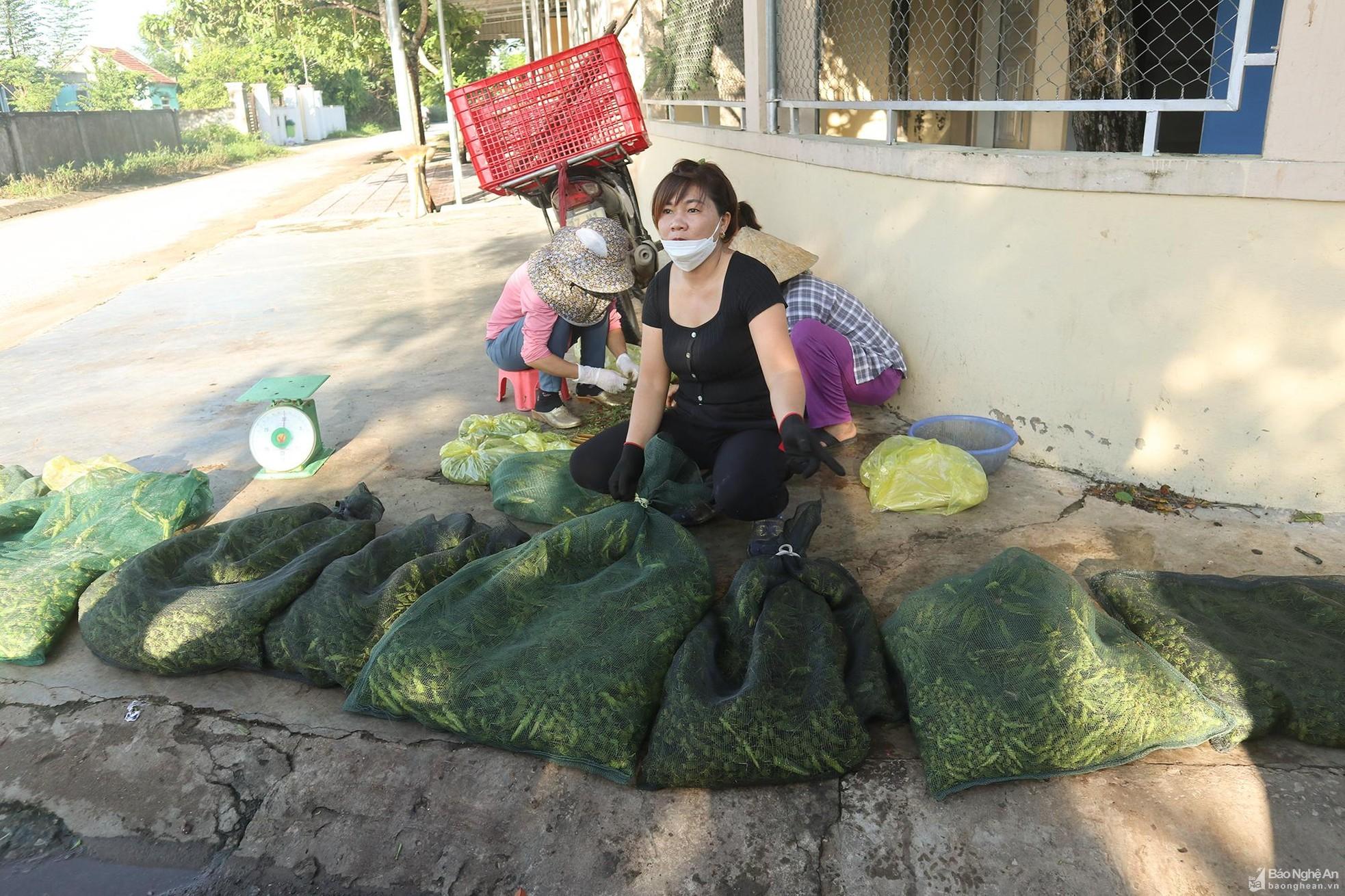 Khu chợ chỉ bán cào cào ở Nghệ An, giá nửa triệu mỗi kg vẫn ‘đắt hàng’ ảnh 5