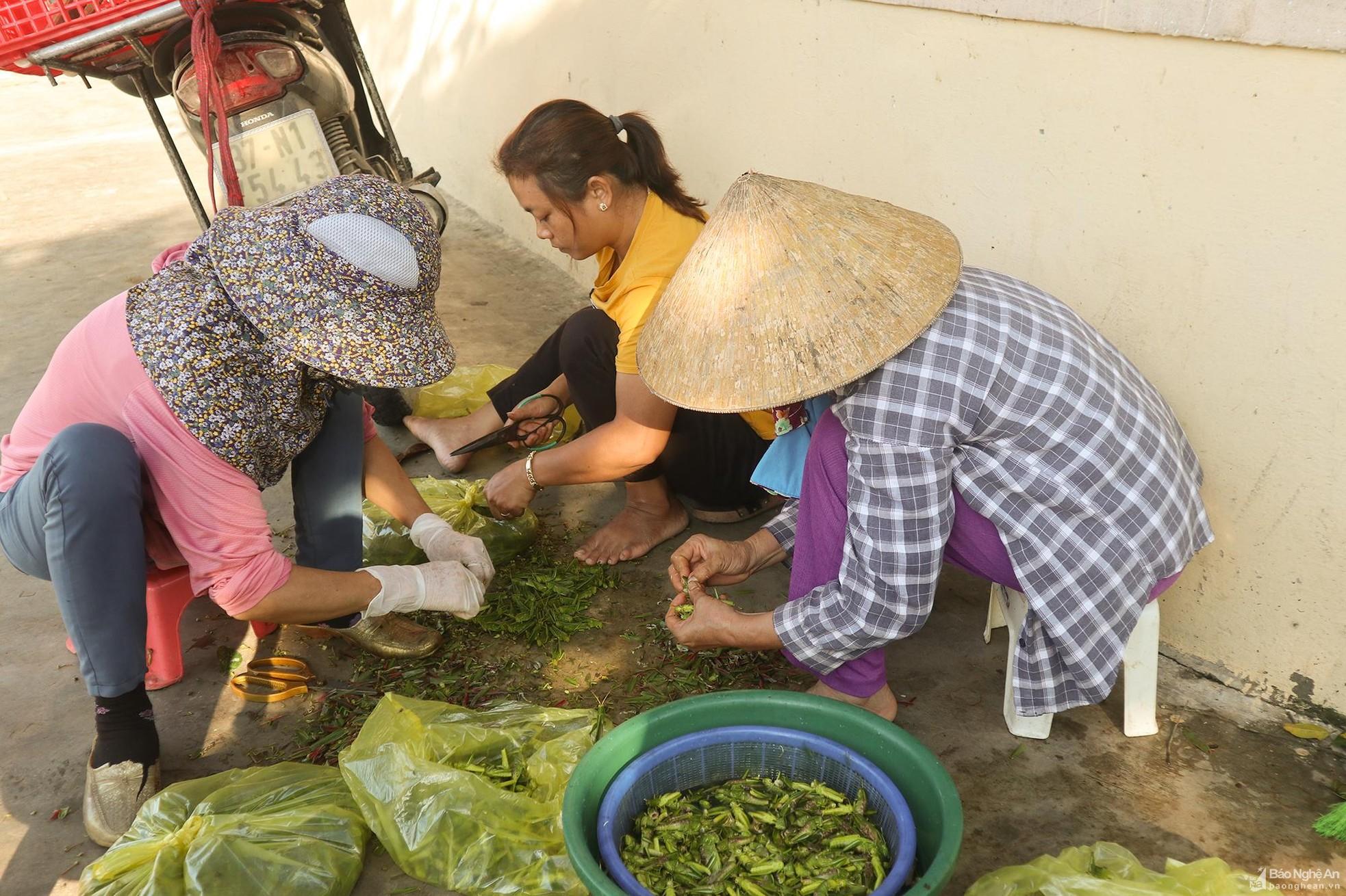 Khu chợ chỉ bán cào cào ở Nghệ An, giá nửa triệu mỗi kg vẫn ‘đắt hàng’ ảnh 6