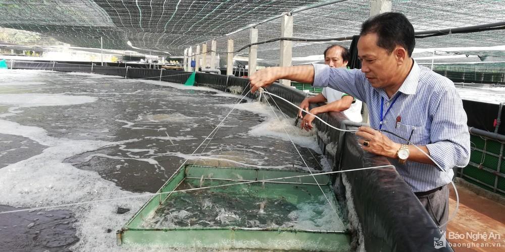 Ứng dụng công nghệ, chuyển đổi số trong nuôi tôm ảnh 4