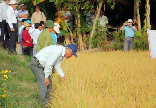Nông dân Mỹ Lộc phấn khởi với mô hình lúa hữu cơ » Kinh Tế Nông Thôn