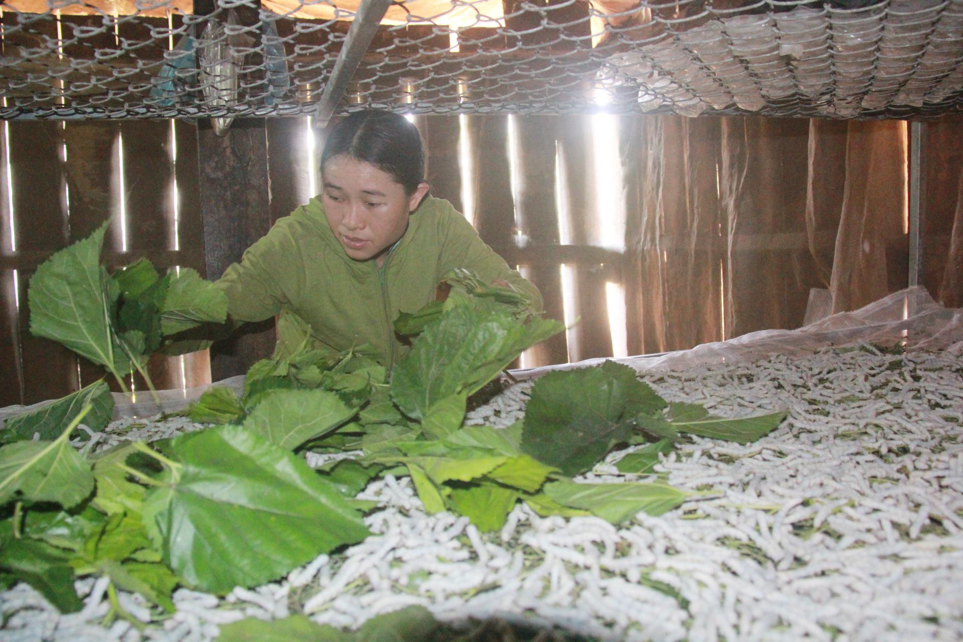 Thành viên Hợp tác xã Thành Công, xã Đắk Phơi, huyện Lắk phát triển nghề nuôi tằm