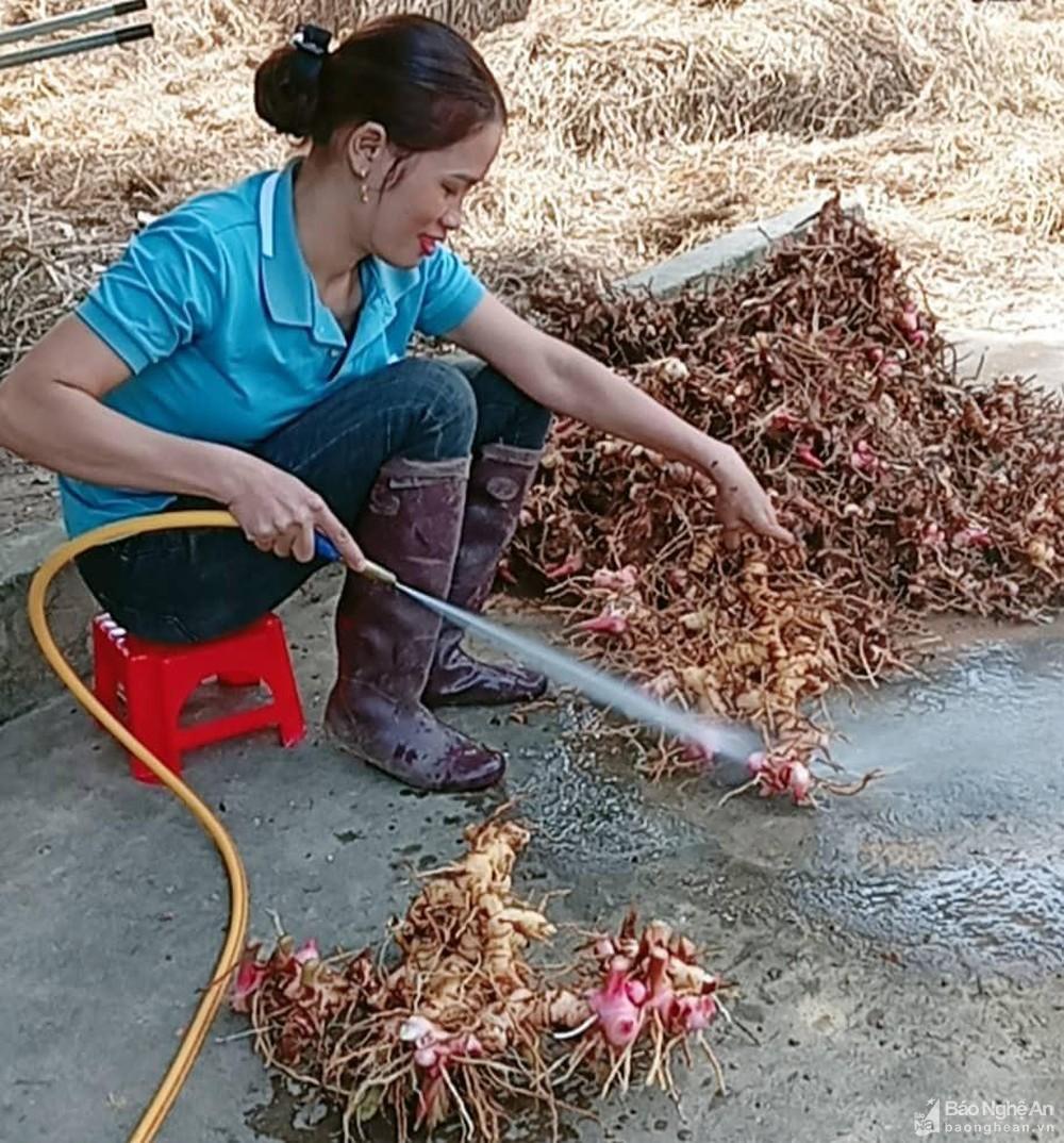 Giá tăng gần gấp đôi, người trồng riềng Nam Đàn chỉ vui nửa chừng ảnh 3