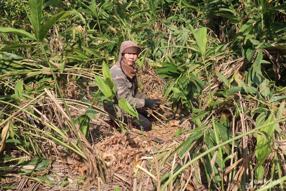 Giá tăng gần gấp đôi, người trồng riềng Nam Đàn chỉ vui nửa chừng ảnh 2