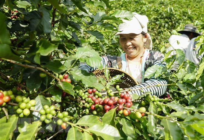 Nhiều dư địa để xuất khẩu cà phê sang thị trường Tây Ban Nha | Kinh doanh |  Vietnam+ (VietnamPlus)