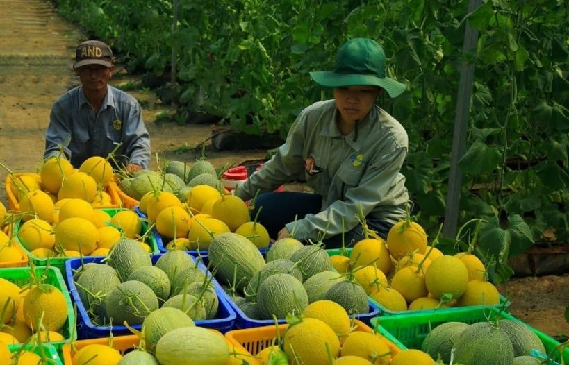 Ngành rau quả “hụt hơi” khi xuất sang Trung Quốc giảm hơn 30%