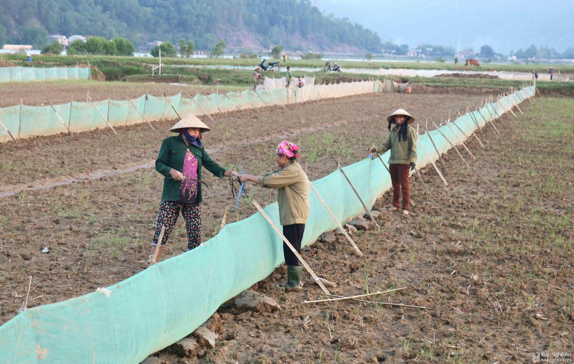 Nông dân Hưng Nguyên công phu đắp bờ chuẩn bị 'săn' rươi ảnh 9