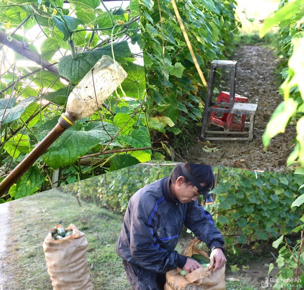 Nông dân xứ Lường soi đèn pin 'hái' tiền triệu mỗi ngày ảnh 2
