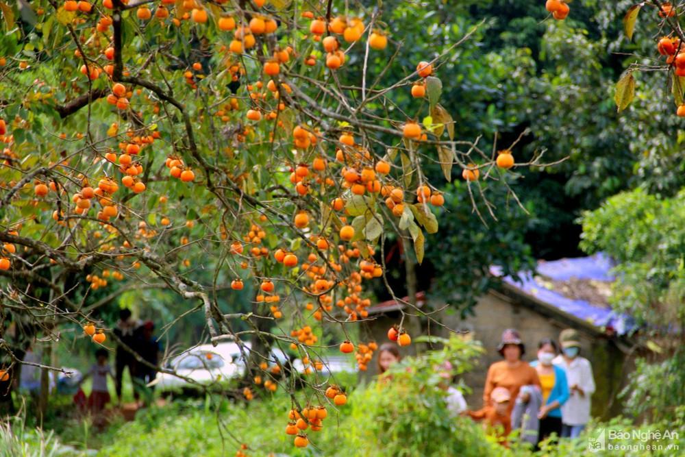 Nam Đàn phát triển du lịch canh nông từ những vườn hồng trĩu quả ảnh 2