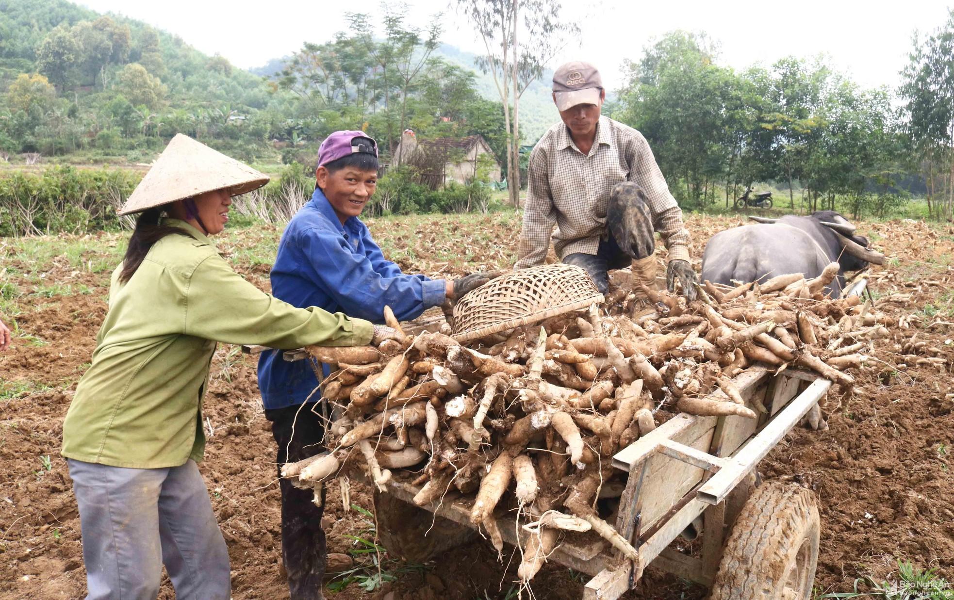 Nông dân Thanh Chương vào mùa thu hoạch sắn ảnh 9