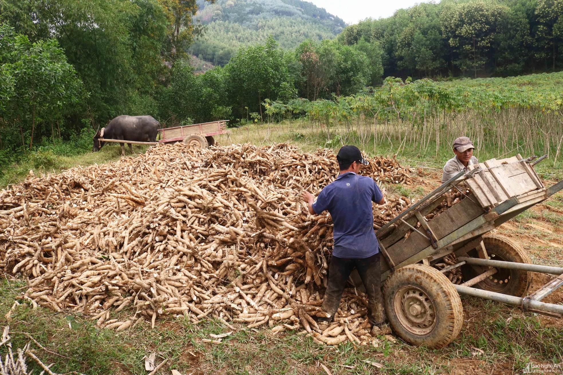 Nông dân Thanh Chương vào mùa thu hoạch sắn ảnh 10