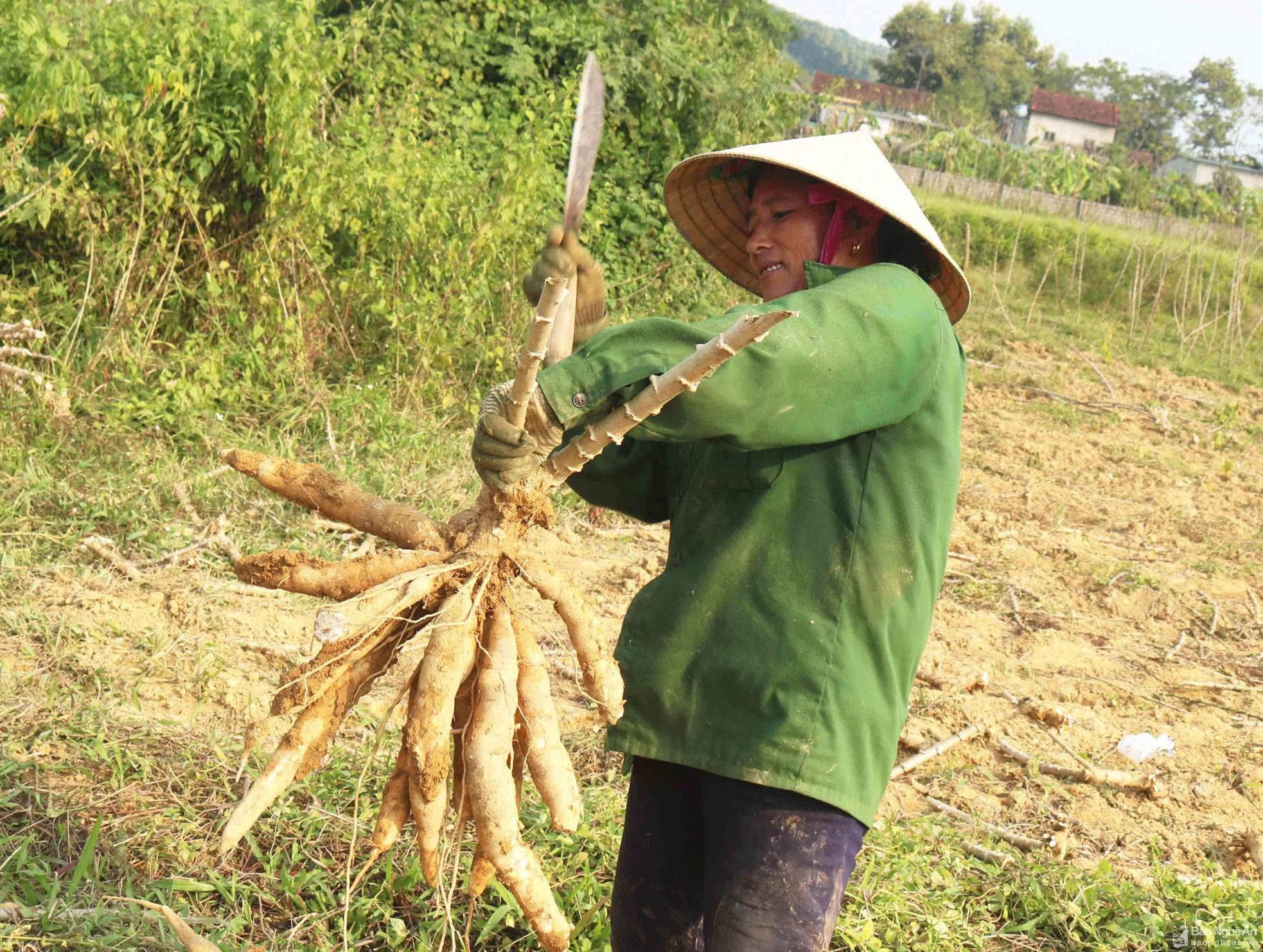 Nông dân Thanh Chương vào mùa thu hoạch sắn ảnh 5